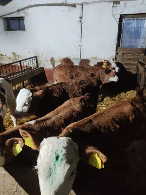 Muška telad - thumbnail 2