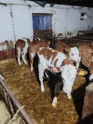 Muška telad - thumbnail 3