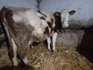 Krava muzara - thumbnail 1