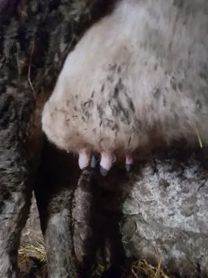 Krava muzara - thumbnail 2