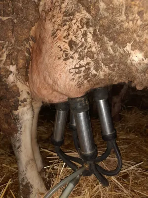 Krava muzara - thumbnail 3