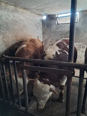 2 Bika - thumbnail 1