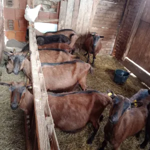 11 alpskih koza - thumbnail 3