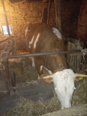 Junica - thumbnail 1