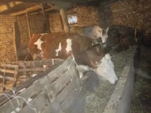 Junica - thumbnail 2