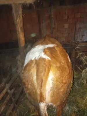 Junica - thumbnail 3