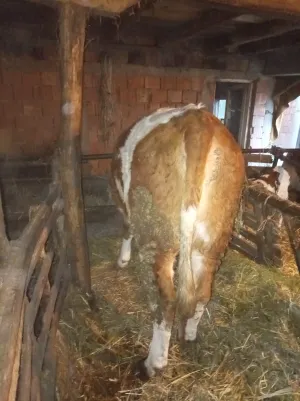 Junica - thumbnail 4