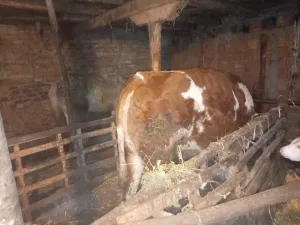 Junica - thumbnail 5