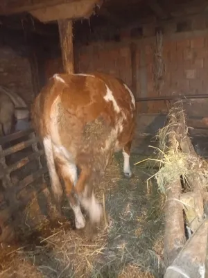 Junica - thumbnail 6