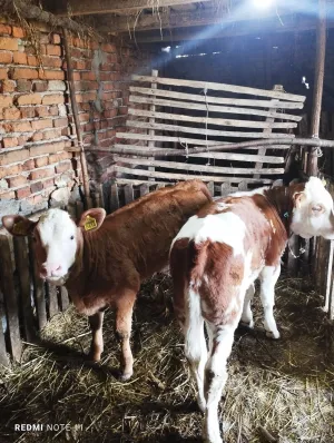 2 krave 2 teleta - thumbnail 1