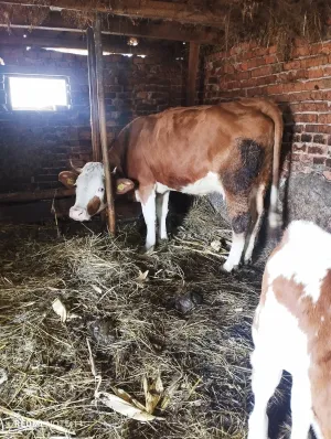 2 krave 2 teleta - thumbnail 2