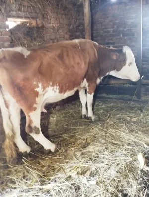 2 krave 2 teleta - thumbnail 3