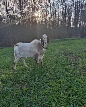 Burski jarac - thumbnail 1