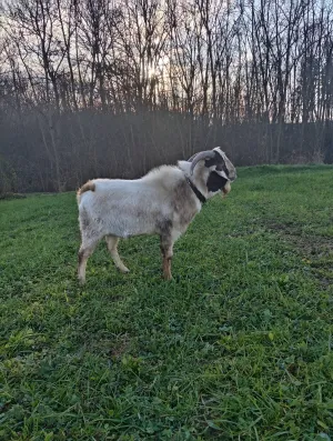 Burski jarac - thumbnail 2