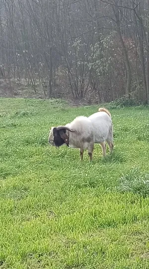 Burski jarac - thumbnail 3