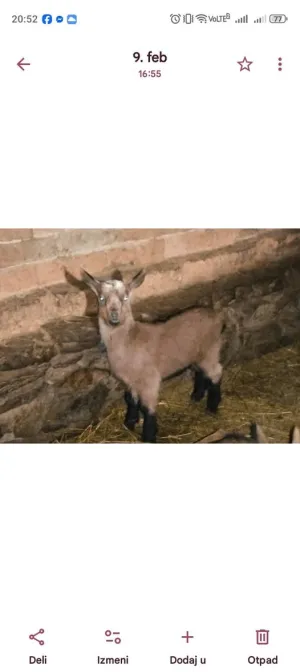 Muški jarići - thumbnail 2