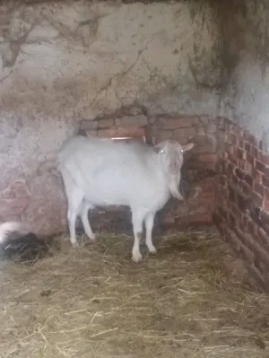 Valentina Čepek - thumbnail 2