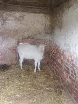 Valentina Čepek - thumbnail 3