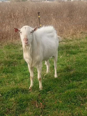 Valentina Čepek - thumbnail 5