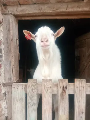 Valentina Čepek - thumbnail 6