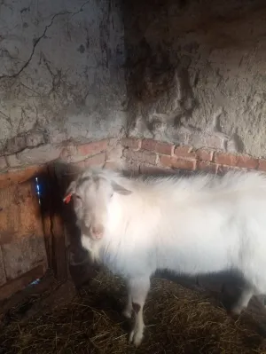 Valentina Čepek - thumbnail 7