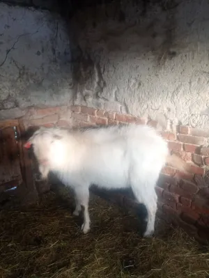 Valentina Čepek - thumbnail 8