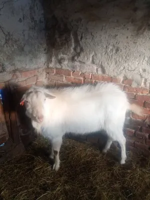 Valentina Čepek - thumbnail 10