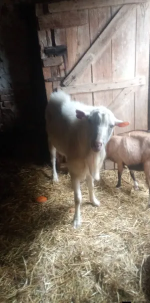 Valentina Čepek - thumbnail 13