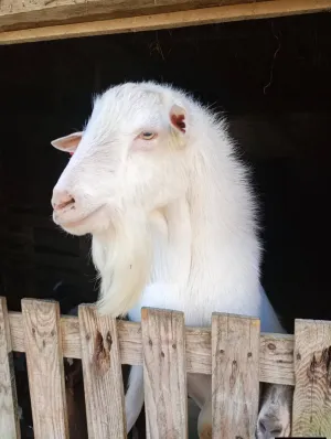 Valentina Čepek - thumbnail 14