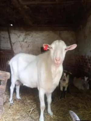 Valentina Čepek - thumbnail 15