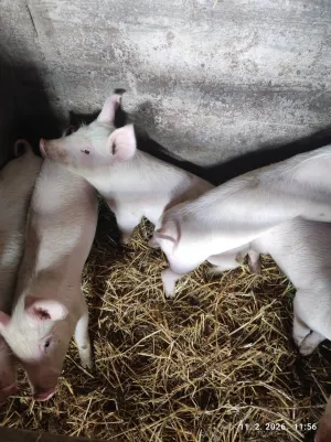 Prasići - thumbnail 1