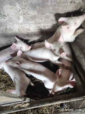 Prasići - thumbnail 2