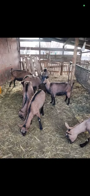 Kupujem koze i ovce - thumbnail 1