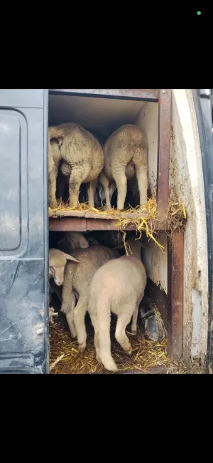 Kupujem koze i ovce - thumbnail 2