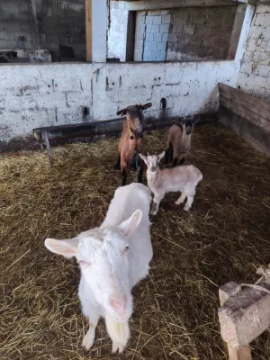 4 koze i 3 jareta - thumbnail 1