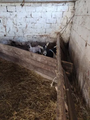 4 koze i 3 jareta - thumbnail 3