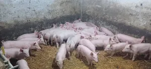 Prasići - thumbnail 1