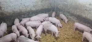 Prasići - thumbnail 2