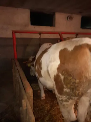 Junica - thumbnail 1