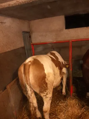 Junica - thumbnail 2