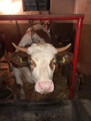 Junica - thumbnail 3