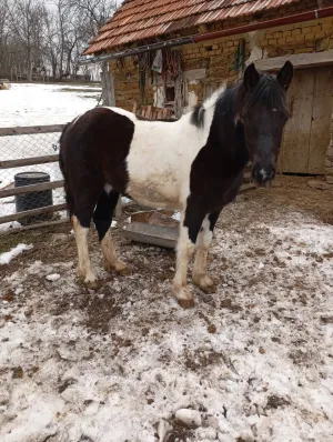 Ždrebica na prodaju - thumbnail 1