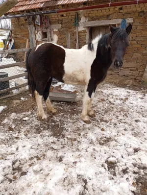 Ždrebica na prodaju - thumbnail 2