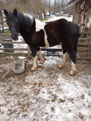 Ždrebica na prodaju - thumbnail 3