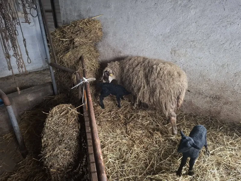 Ovca sa dva jagnjeta