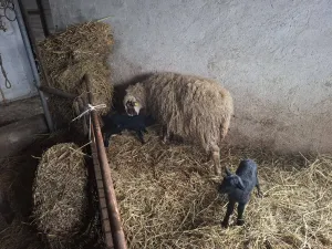 Ovca sa dva jagnjeta - thumbnail 2