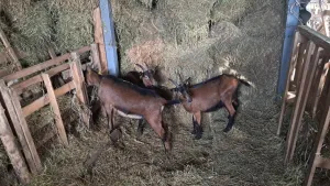 9 koza - thumbnail 1