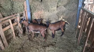 9 koza - thumbnail 2