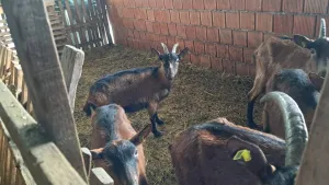 9 koza - thumbnail 3