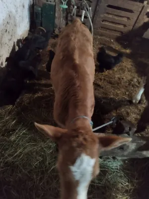 Angus june - thumbnail 2